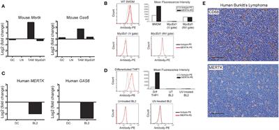 Potential Oncogenic Effect of the MERTK-Dependent Apoptotic-Cell Clearance Pathway in Starry-Sky B-Cell Lymphoma